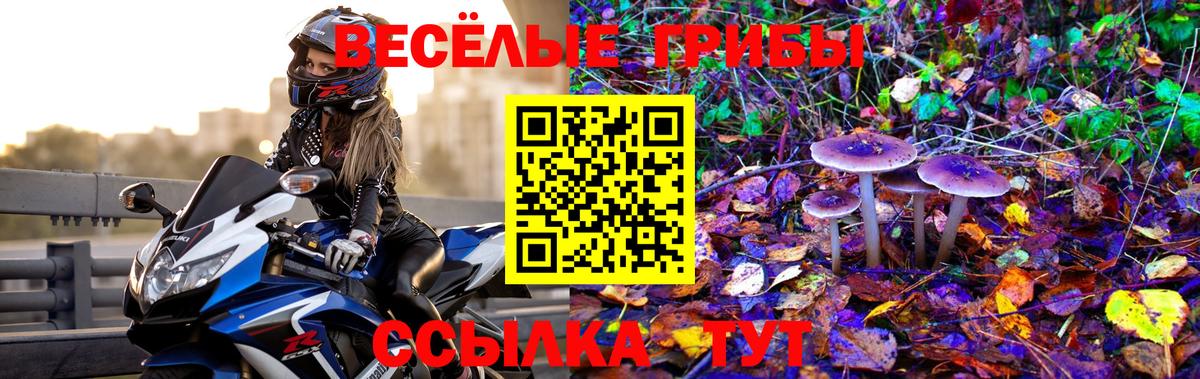 Псилоцибиновые грибы Psilocybine cubensis Черногорск